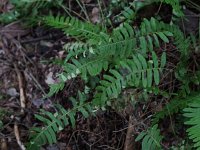 Common Polypody Fern - Rensselaer County, NY - 08/28/20