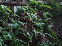 Common Polypody Fern - Rensselaer County, NY - 08/28/20