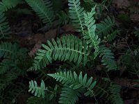 Common Polypody Fern - Rensselaer County, NY - 08/28/20