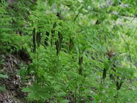 Interrupted Fern - Schenectady County, NY - 05/17/21