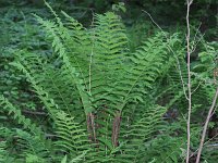 Interrupted Fern - Schenectady County, NY - 05/24/21