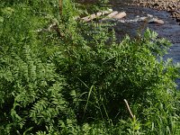 Royal Fern - Fulton County, NY - 07/09/20