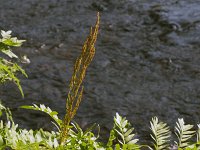 Royal Fern - Fulton County, NY - 07/09/20