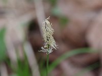 Broad Loose-Flowered Sedge - Saratoga County, NY - 04/14/21