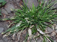 Broad Loose-Flowered Sedge - Saratoga County, NY - 04/14/21