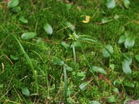 Greater Bladder Sedge - Saratoga County, NY - 06/05/21