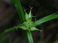 Greater Bladder Sedge - Saratoga County, NY - 06/05/21