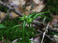 Greater Bladder Sedge - Saratoga County, NY - 06/05/21