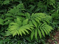 Sensitive Fern - Saratoga County, NY - 06/03/20