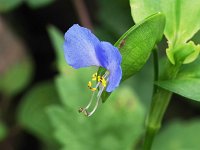Asiatic Dayflower - Saratoga County, NY - 09/09/21