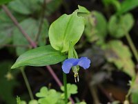 Asiatic Dayflower - Saratoga County, NY - 09/09/21