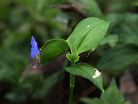 Asiatic Dayflower - Saratoga County, NY - 09/09/21