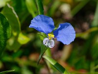 Slender Dayflower - Monroe County, FL - 04/25/12