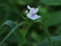 Smooth Spiderwort - Albany County, NY - 06/16/20