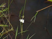 Engelmann's Arrowhead - Hampden County, MA - 08/23/20