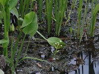 Sessile-Fruited Arrowhead - Saratoga County, NY - 08/14/20