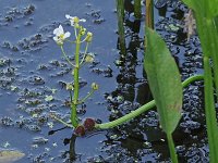 Sessile-Fruited Arrowhead - Saratoga County, NY - 08/14/20