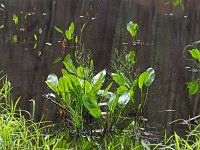 Southern Water-Plantain - Saratoga County, NY - 06/26/21