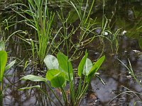 Southern Water-Plantain - Saratoga County, NY - 06/26/21