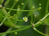 Southern Water-Plantain - Saratoga County, NY - 06/26/21