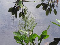Southern Water-Plantain - Saratoga County, NY - 06/26/21