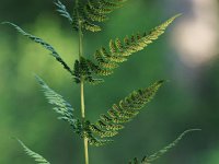 Clinton's Wood Fern - Saratoga County, NY - 06/10/21