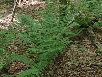 Evergreen Wood Fern - Saratoga County, NY - 06/20/20