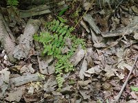 Evergreen Wood Fern - Saratoga County, NY - 06/20/20
