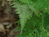 Evergreen Wood Fern - Saratoga County, NY - 06/20/20