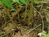 Evergreen Wood Fern - Saratoga County, NY - 06/20/20