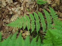 Evergreen Wood Fern - Saratoga County, NY - 06/20/20