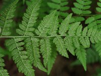 Evergreen Wood Fern - Saratoga County, NY - 06/20/20