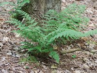 Evergreen Wood Fern - Saratoga County, NY - 06/20/20