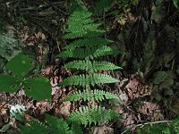 Mountain Wood Fern - Fulton County, NY - 07/09/20