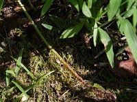 Mountain Wood Fern - Fulton County, NY - 07/09/20