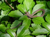Eastern Garter Snake - Saratoga County, NY - 07/11/04