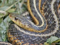 Eastern Garter Snake - Saratoga County, NY - 07/01/07