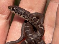 Northen Black Racer - young - Great Dismal Swamp Nat. Wildlife Ref., VA - 05/03/05