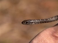 Northen Black Racer - young - Great Dismal Swamp Nat. Wildlife Ref., VA - 05/03/05