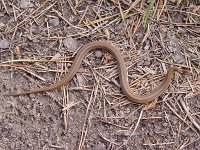 Northen Red-Bellied Snake - Albany County, NY - 06/02/04