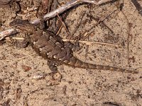 Eastern Fence Lizard - Male - Cape May, NJ - 05/01/05