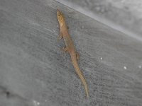 IMGP5042