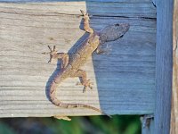 Mediterranean Gecko - Monroe County, FL 05/06/10