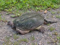 Snapping Turtle - Saratoga County, NY - 07/30/04