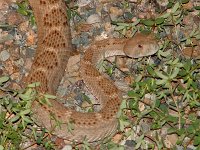 Western Diamond-Backed Rattlesnake - Hidalgo County, NM - 08/25/06