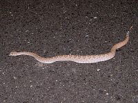 Western Diamond-Backed Rattlesnake - Hidalgo County, NM - 08/25/06