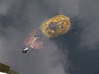 Northern Red-Bellied Turtle - Newport News St. Park, VA - 05/02/05