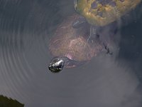 Northern Red-Bellied Turtle - Newport News St. Park, VA - 05/02/05