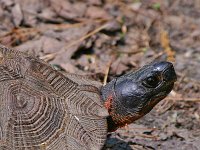 Wood Turtle - Saratoga County, NY - 06/02/07