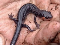 Jordan's Salamander -Great Smokies Nat. Park, TN - 5/10/05